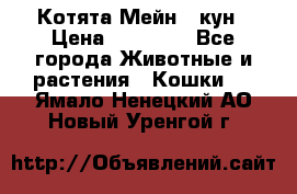 Котята Мейн - кун › Цена ­ 19 000 - Все города Животные и растения » Кошки   . Ямало-Ненецкий АО,Новый Уренгой г.